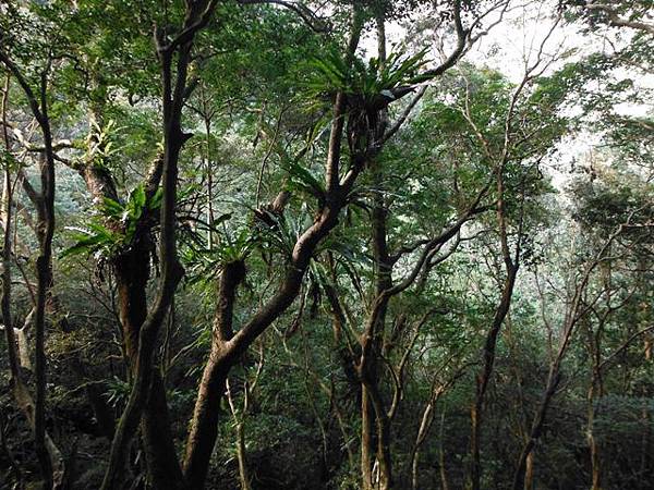 滿月元國家森林遊樂區.滿月圓山 132