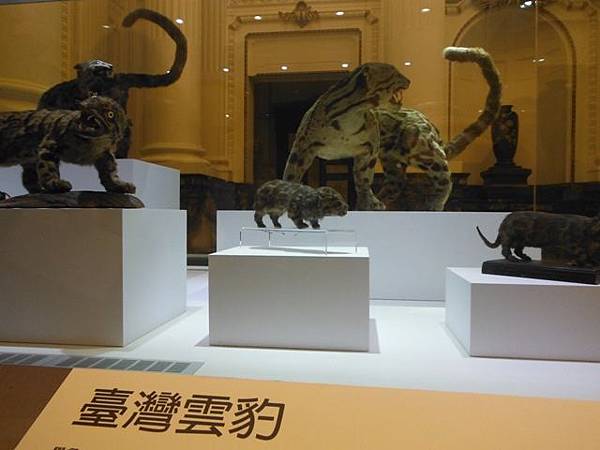 集荷平價牛排.台博館台灣雲豹特展 030