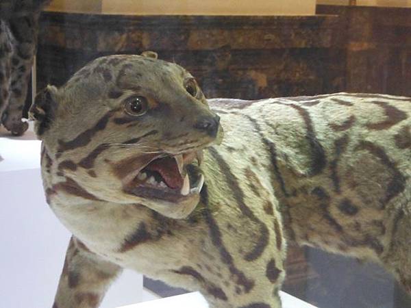 集荷平價牛排.台博館台灣雲豹特展 036