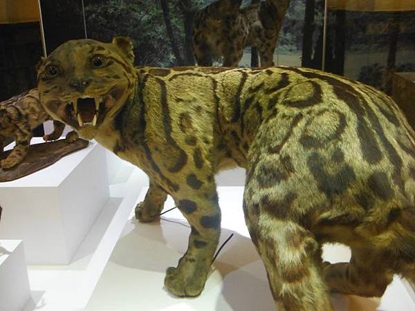 集荷平價牛排.台博館台灣雲豹特展 054