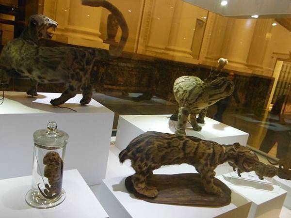 集荷平價牛排.台博館台灣雲豹特展 074