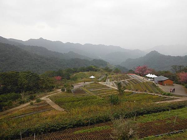 小格頭苗圃賞櫻.雲海山 017