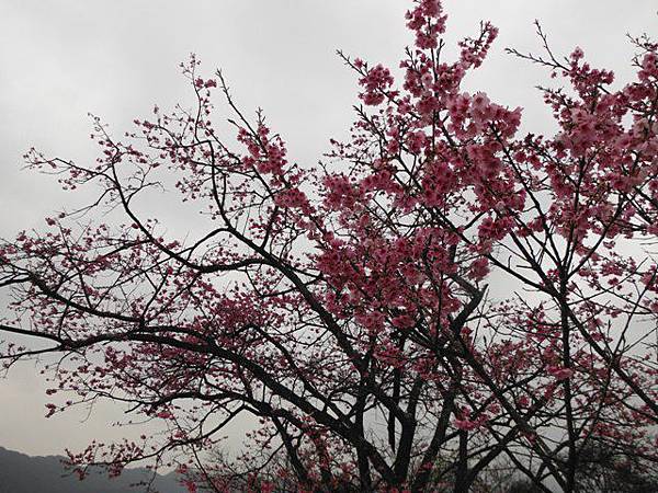 小格頭苗圃賞櫻.雲海山 046