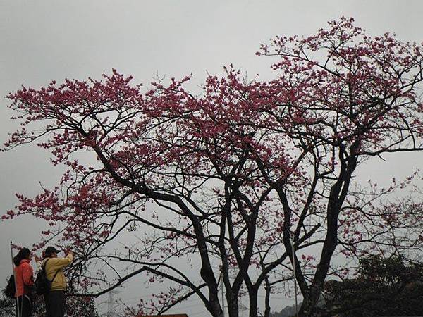 小格頭苗圃賞櫻.雲海山 074