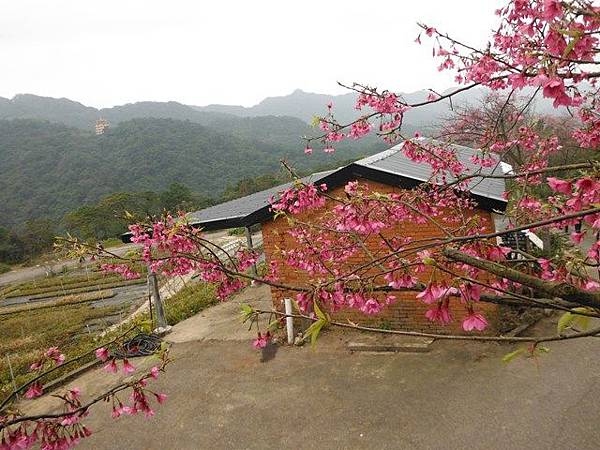 小格頭苗圃賞櫻.雲海山 081