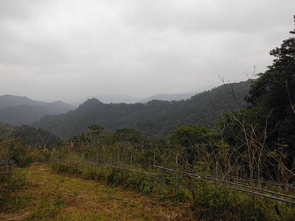 小格頭苗圃賞櫻.雲海山 095