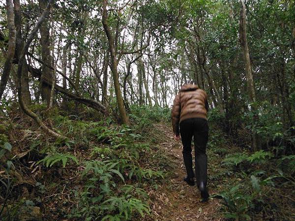 小格頭苗圃賞櫻.雲海山 128