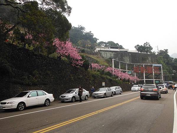 姐姐寶藏巖.花園新城賞櫻.癮水圳道步道.屈尺古道.櫻花街.東聖宮.五十六份登山步道 021