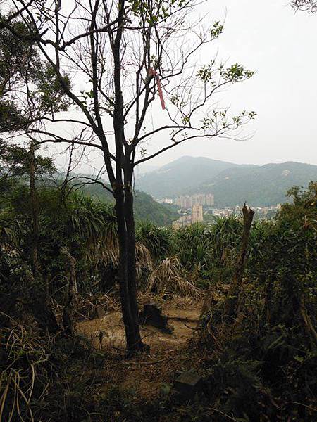 林子口山.東方寺吉野櫻.蔡博士的家.小草山.小草山圖跟點 024