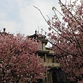 林子口山.東方寺吉野櫻.蔡博士的家.小草山.小草山圖跟點 035