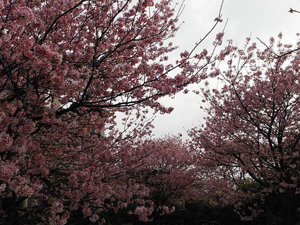 林子口山.東方寺吉野櫻.蔡博士的家.小草山.小草山圖跟點 039