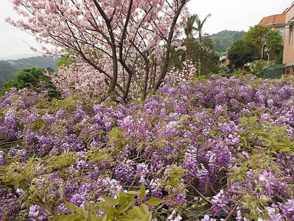 林子口山.東方寺吉野櫻.蔡博士的家.小草山.小草山圖跟點 046