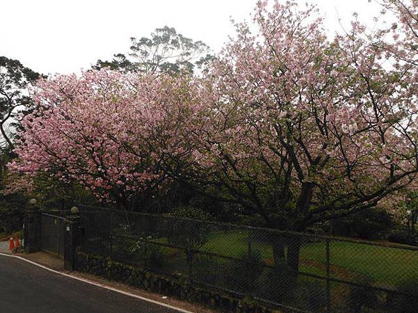 林子口山.東方寺吉野櫻.蔡博士的家.小草山.小草山圖跟點 057