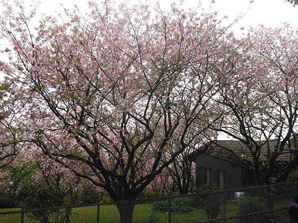 林子口山.東方寺吉野櫻.蔡博士的家.小草山.小草山圖跟點 058