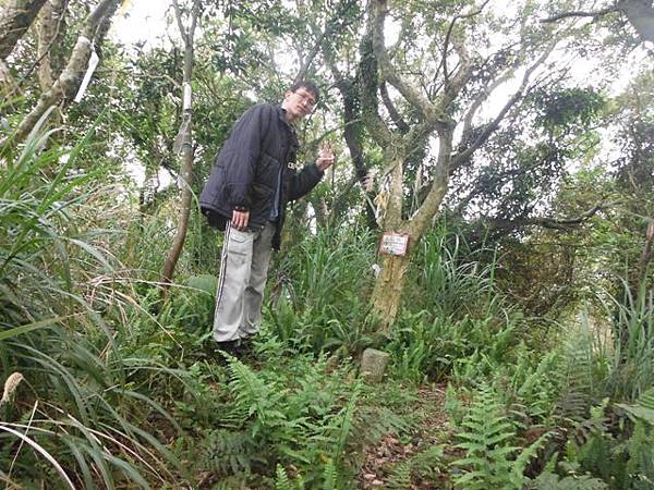 林子口山.東方寺吉野櫻.蔡博士的家.小草山.小草山圖跟點 079