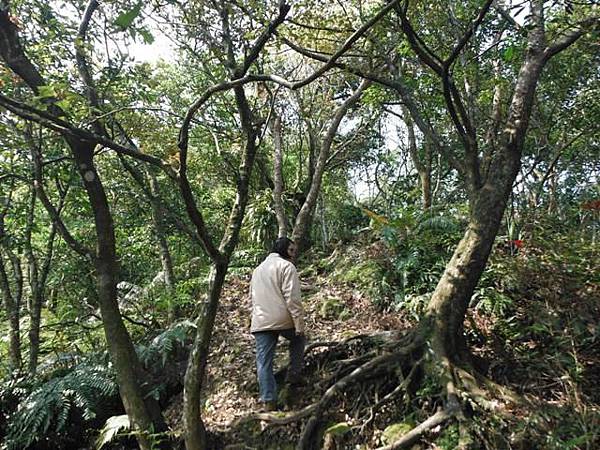 中埔山.青林山.竿蓁坑鑛務課178基石.竿蓁坑古道 012