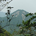 中埔山.青林山.竿蓁坑鑛務課178基石.竿蓁坑古道 061