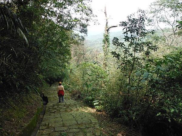 中埔山.青林山.竿蓁坑鑛務課178基石.竿蓁坑古道 078