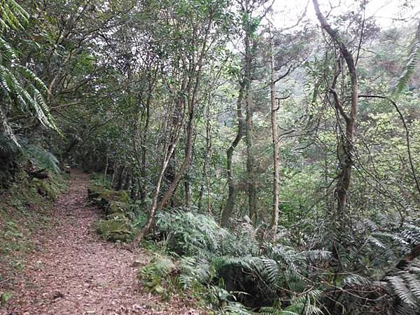 中埔山.青林山.竿蓁坑鑛務課178基石.竿蓁坑古道 111