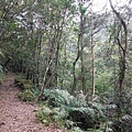 中埔山.青林山.竿蓁坑鑛務課178基石.竿蓁坑古道 111