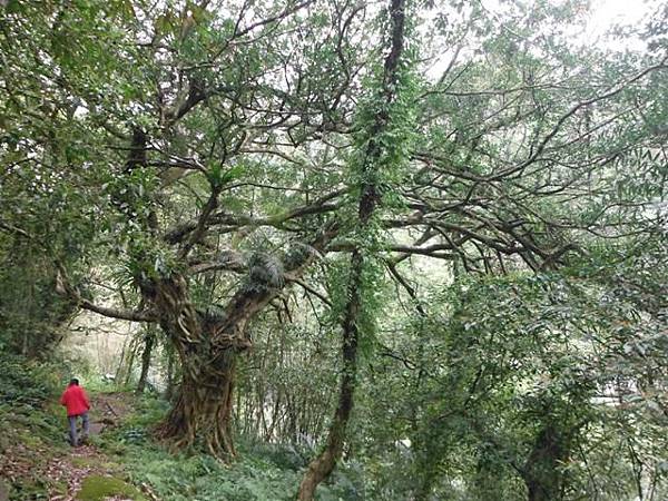 中埔山.青林山.竿蓁坑鑛務課178基石.竿蓁坑古道 112