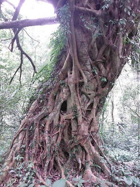中埔山.青林山.竿蓁坑鑛務課178基石.竿蓁坑古道 114
