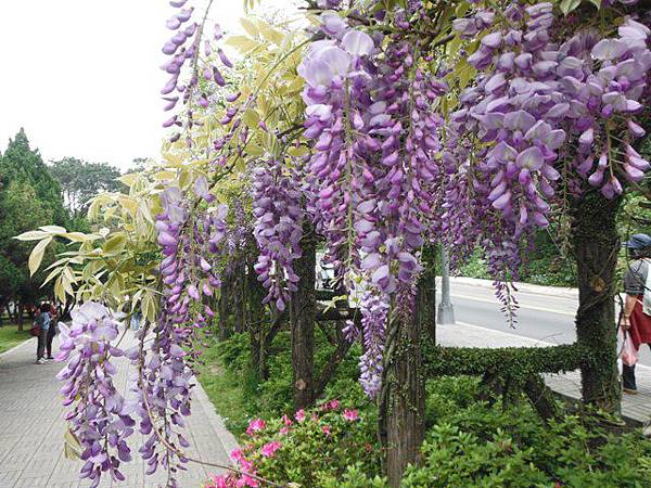 水車寮步道.水尾山.竹子湖頂湖海芋.湖山水濂洞假山北市市474基點 009