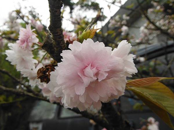 水車寮步道.水尾山.竹子湖頂湖海芋.湖山水濂洞假山北市市474基點 020