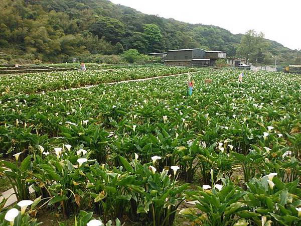 水車寮步道.水尾山.竹子湖頂湖海芋.湖山水濂洞假山北市市474基點 038