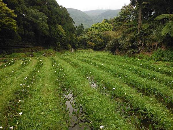 水車寮步道.水尾山.竹子湖頂湖海芋.湖山水濂洞假山北市市474基點 051