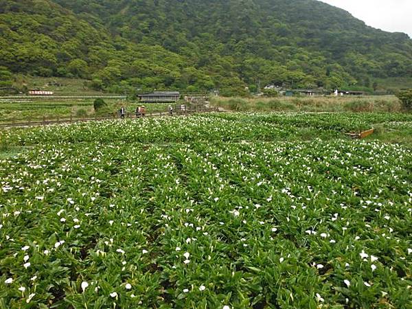 水車寮步道.水尾山.竹子湖頂湖海芋.湖山水濂洞假山北市市474基點 080