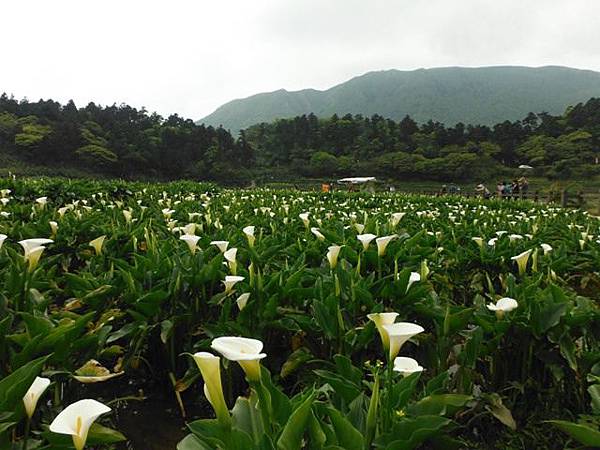 水車寮步道.水尾山.竹子湖頂湖海芋.湖山水濂洞假山北市市474基點 088