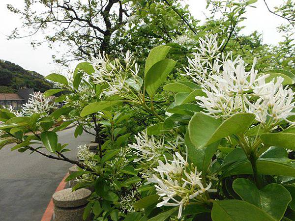 水車寮步道.水尾山.竹子湖頂湖海芋.湖山水濂洞假山北市市474基點 095