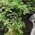 三角埔發電所.水管路步道.第三淨水廠.陽明湧泉 170