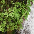 三角埔發電所.水管路步道.第三淨水廠.陽明湧泉 176