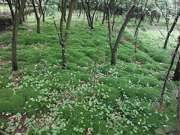 八煙聚落.八煙溫泉步道 018.JPG