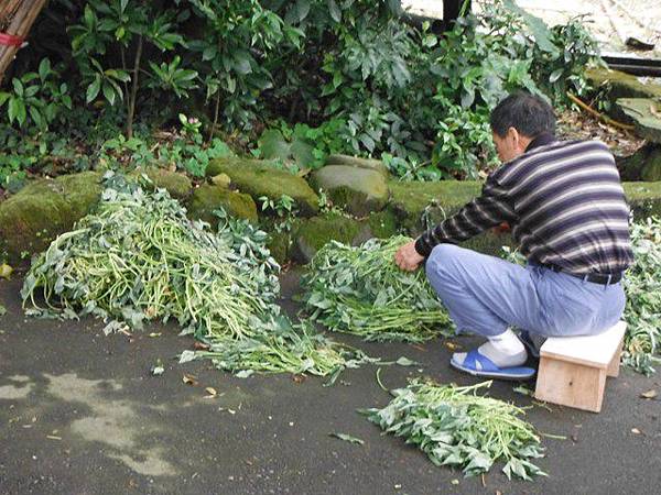 八煙聚落.八煙溫泉步道 027.JPG
