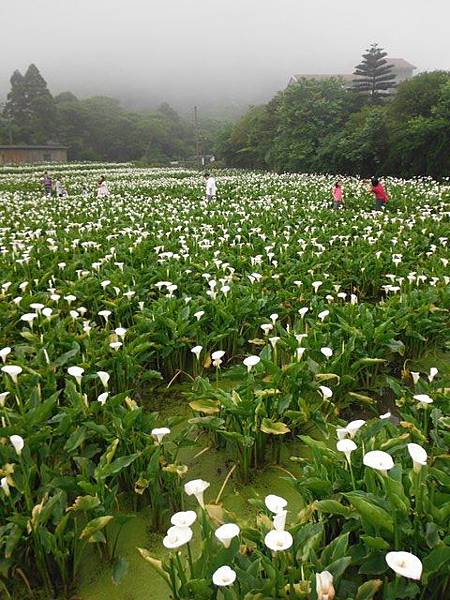 八煙聚落.八煙溫泉步道 117.JPG