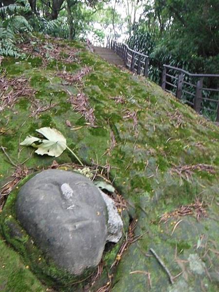 騎單車到景美山賞桐槓龜行 027