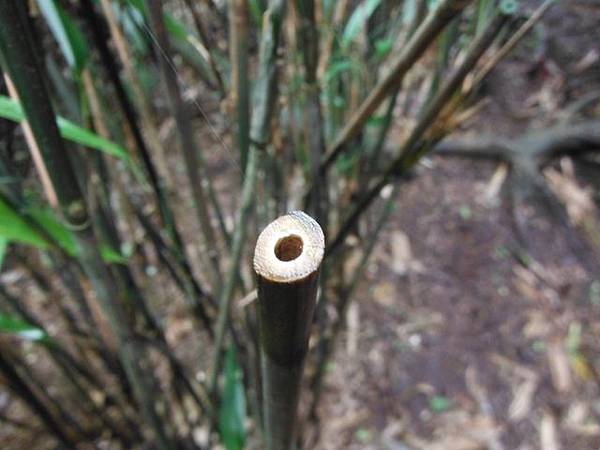 山之家.小觀音山西峰 025