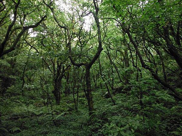 山之家.小觀音山西峰 114