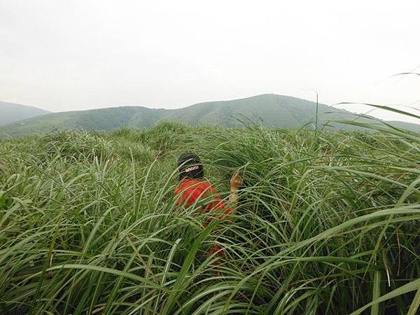 雞心崙.擎天崗.菜公坑山 029