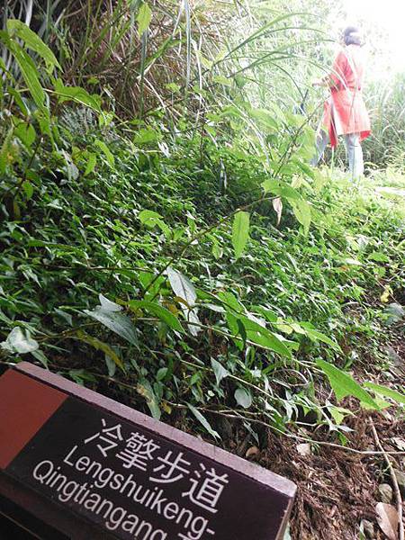 雞心崙.擎天崗.菜公坑山 041