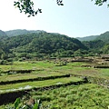 草嶺古道.519基石.鑛務課440基石.桃源谷.草嶺山.灣坑頭山.蕃薯寮山 026