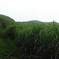 守硫營遺址.魚路古道.小觀音山主峰基石 054.JPG