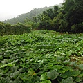 汐止水道步設記.白雲古道.白雲登山步道 046.JPG