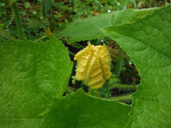 汐止水道步設記.白雲古道.白雲登山步道 048.JPG