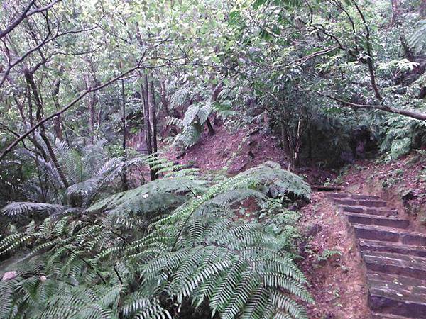 汐止水道步設記.白雲古道.白雲登山步道 066.JPG