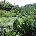 炮子崙古道.炮子崙瀑布.阿芳芋圓.萬吉臭豆腐.深坑橋碑 023