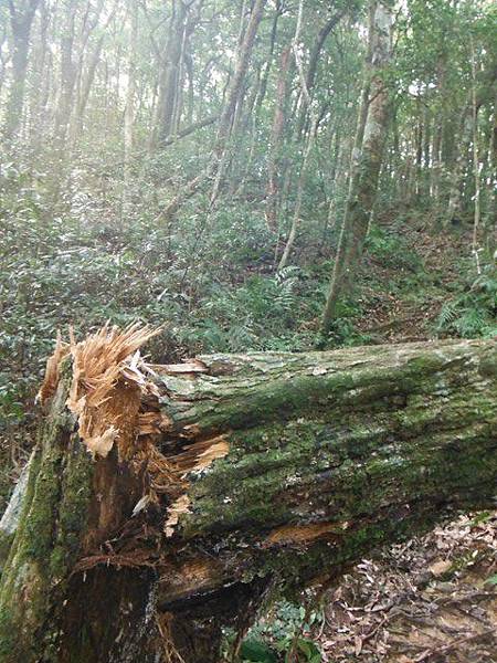 逐鹿山.逐鹿山西峰下雲森瀑布 059.JPG